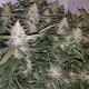 Auto X.Treme feminised GanjaLiveSeeds