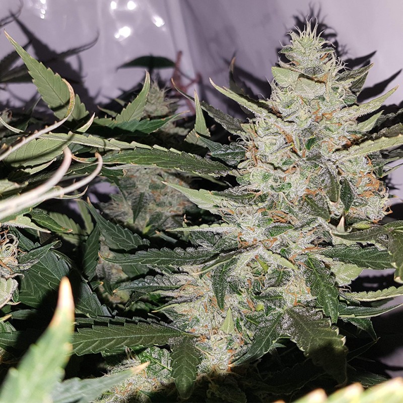 Auto X.Treme feminised GanjaLiveSeeds