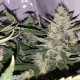 Auto X.Treme feminised GanjaLiveSeeds