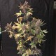 Auto Devil Cream feminised GanjaLiveSeeds