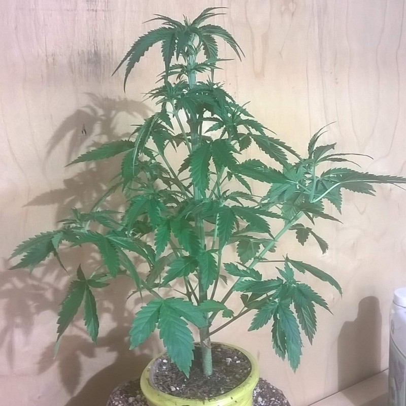 Auto Bubblelicious feminised GanjaLiveSeeds