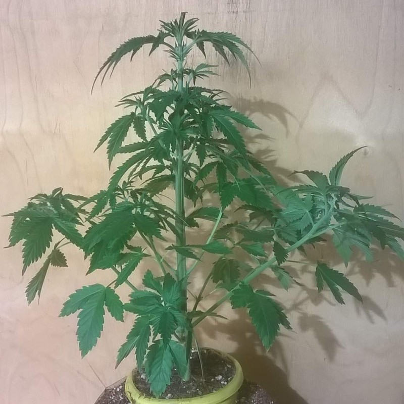Auto Bubblelicious feminised GanjaLiveSeeds
