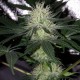 Auto Bubblelicious feminised GanjaLiveSeeds