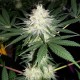 Auto Bubblelicious feminised GanjaLiveSeeds