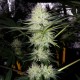 Auto Bubblelicious feminised GanjaLiveSeeds