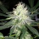 Auto Bubblelicious feminised GanjaLiveSeeds