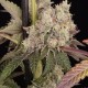 Runtz Muffin feminised Ganja Seeds - 777 насінин