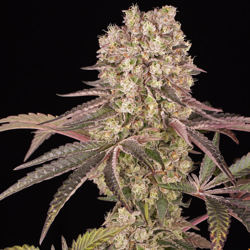 Runtz Muffin feminised Ganja Seeds - 777 насінин