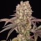Runtz Muffin feminised Ganja Seeds - 777 насінин