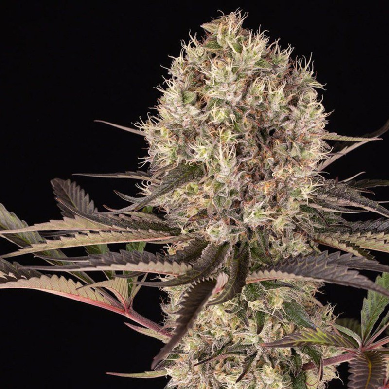 Runtz Muffin feminised Ganja Seeds - 777 насінин