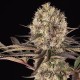 Runtz Muffin feminised Ganja Seeds - 777 насінин