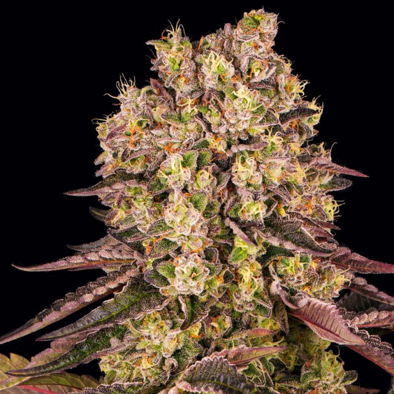 Runtz Muffin feminised Ganja Seeds - 777 насінин