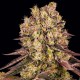 Runtz Muffin feminised Ganja Seeds - 777 насінин