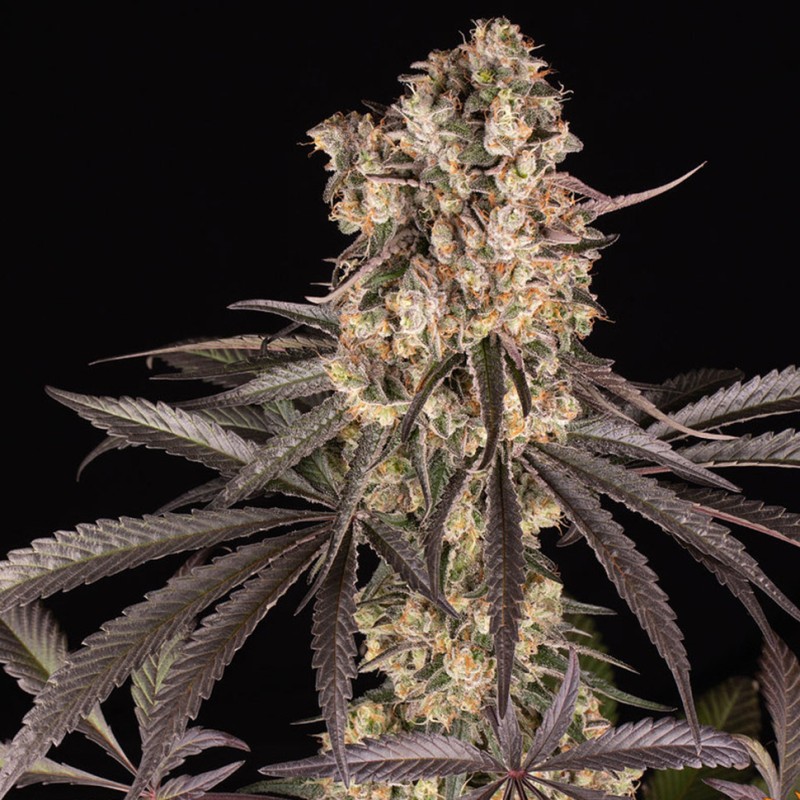 Runtz Muffin feminised Ganja Seeds - 777 насінин
