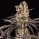 Runtz Muffin feminised Ganja Seeds - 777 насінин