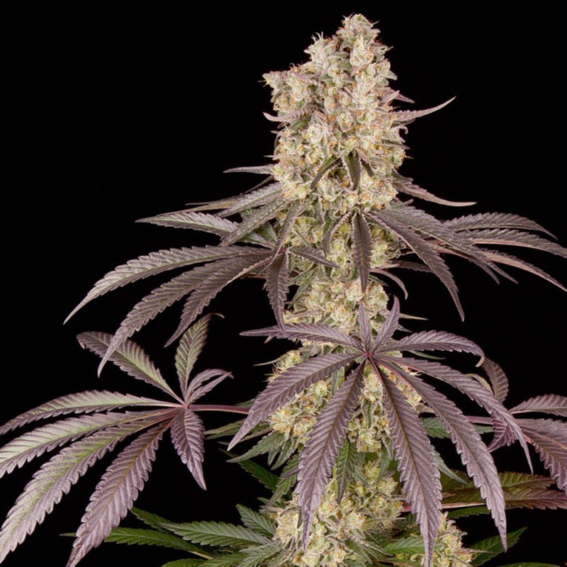 Runtz Muffin feminised Ganja Seeds - 777 насінин