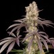 Runtz Muffin feminised Ganja Seeds - 777 насінин