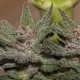Violator Kush feminised Ganja Seeds