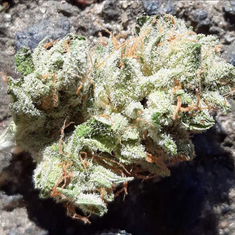 Blue Queen feminised Ganja Seeds