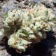 Blue Queen feminised Ganja Seeds