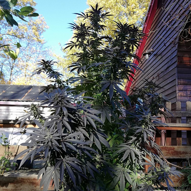 Blue Queen feminised Ganja Seeds