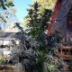 Blue Queen feminised Ganja Seeds