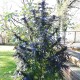 Blue Queen feminised Ganja Seeds
