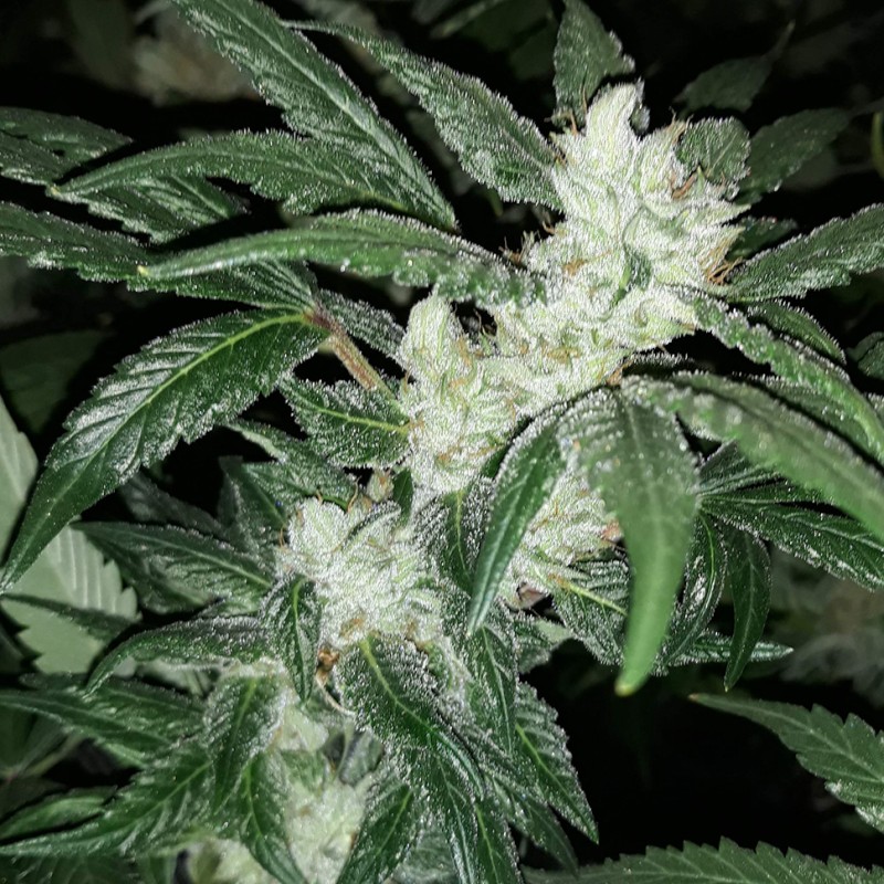 Blue Queen feminised Ganja Seeds