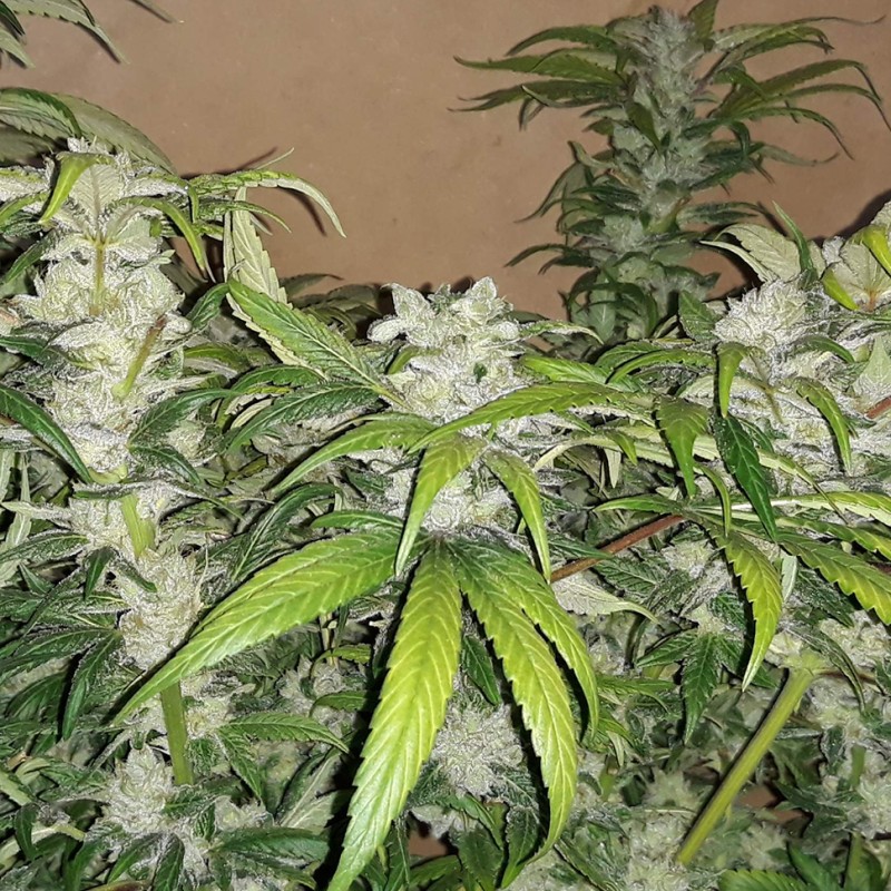 Blue Queen feminised Ganja Seeds