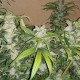 Blue Queen feminised Ganja Seeds