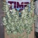 Blue Queen feminised Ganja Seeds