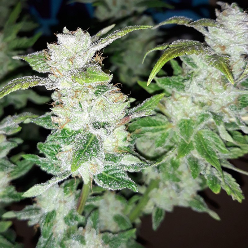 Blue Queen feminised Ganja Seeds