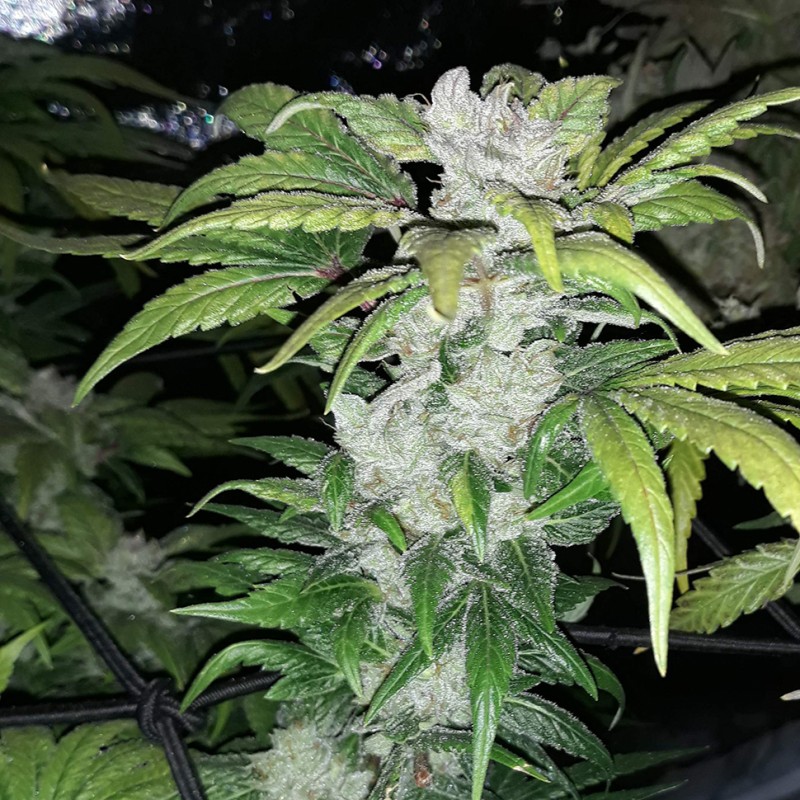 Blue Queen feminised Ganja Seeds