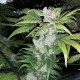 Blue Queen feminised Ganja Seeds