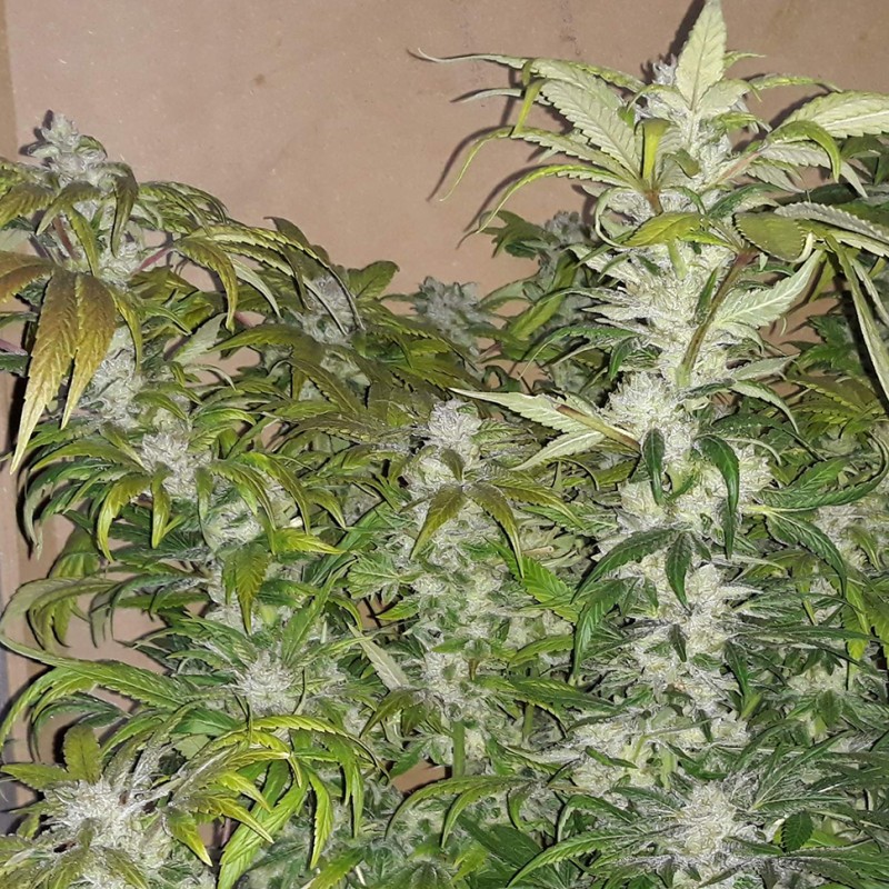 Blue Queen feminised Ganja Seeds