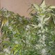 Blue Queen feminised Ganja Seeds