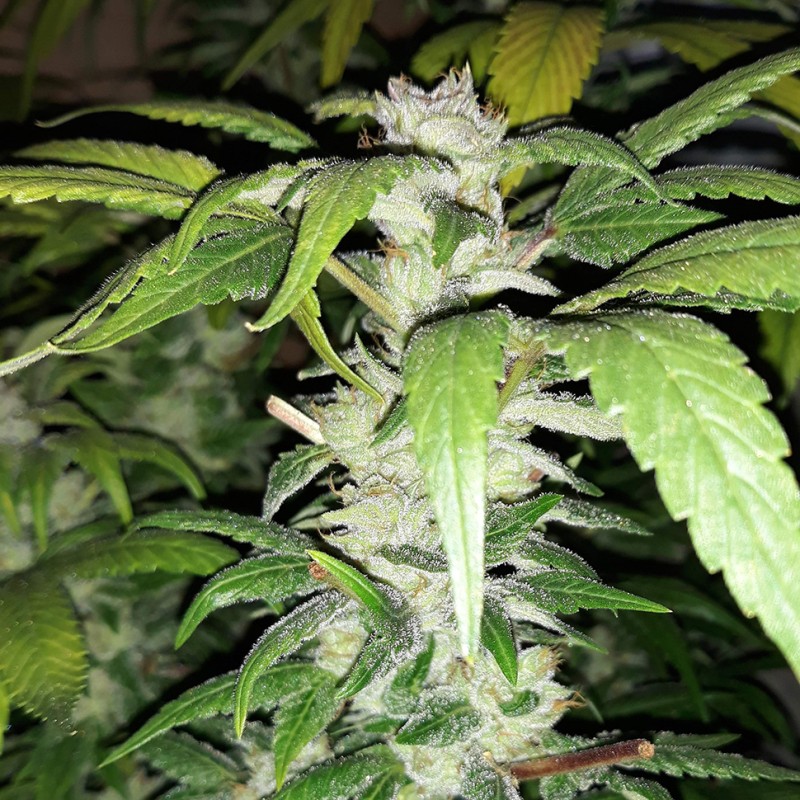 Blue Queen feminised Ganja Seeds