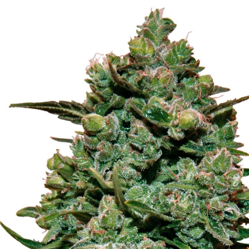 Cookies Kush feminised GanjaLiveSeeds
