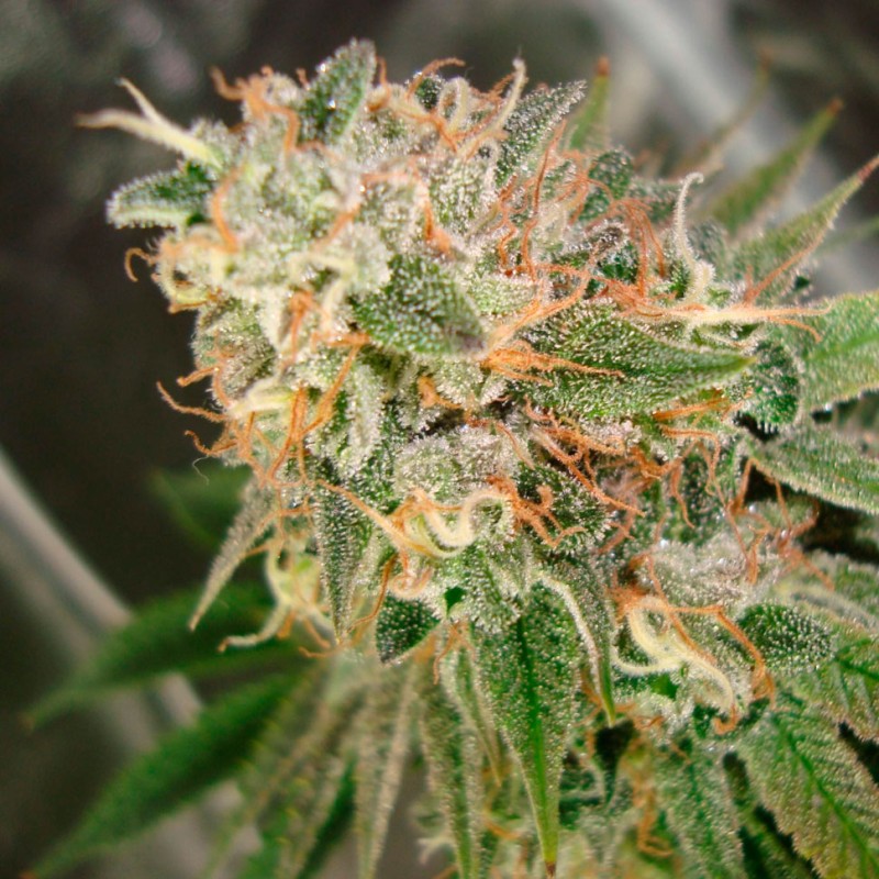 Cookies Kush feminised GanjaLiveSeeds