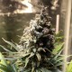 Auto Chocolope feminised GanjaLiveSeeds