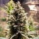 Auto Chocolope feminised GanjaLiveSeeds