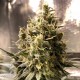 Auto Chocolope feminised GanjaLiveSeeds