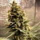 Auto Chocolope feminised GanjaLiveSeeds