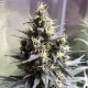 Auto Chocolope feminised GanjaLiveSeeds