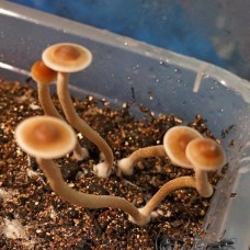 Psilocybe Galindoi Atlantis