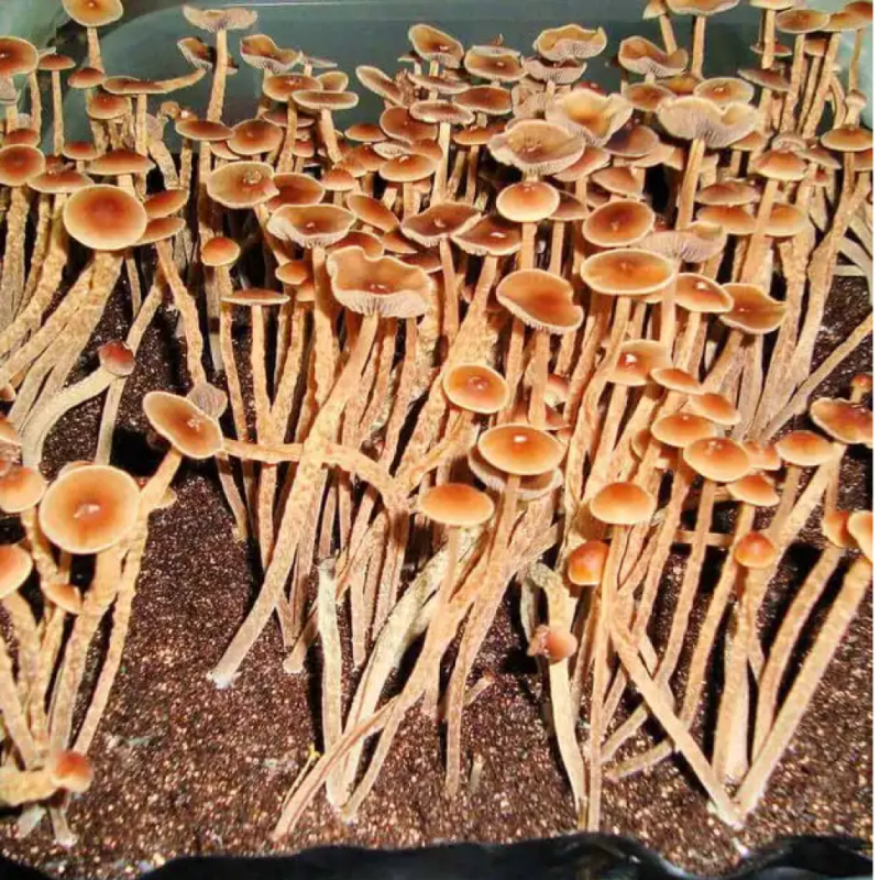 Psilocybe Galindoi Atlantis