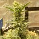 Sweet Cheese feminised Ganja Seeds - 2 насінини