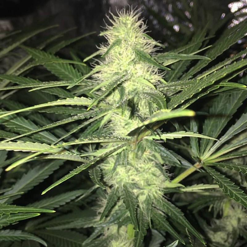 Sweet Cheese feminised Ganja Seeds - 2 насінини