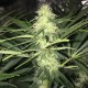 Sweet Cheese feminised Ganja Seeds - 2 насінини