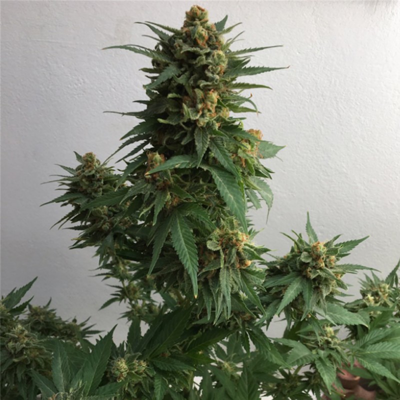 Sweet Cheese feminised Ganja Seeds - 2 насінини